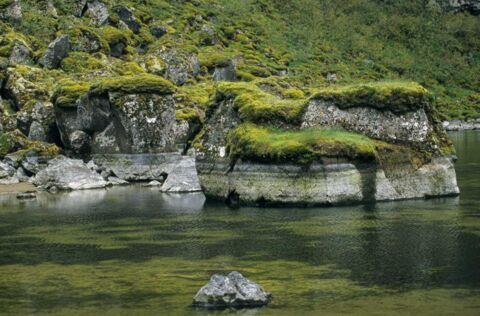 Dick mit Moos bewachsene Felsen im Teich am Schluchtende von Asbyrgi