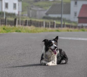 Freundlicher Hund in der Sieldung Famjin auf Suduroy